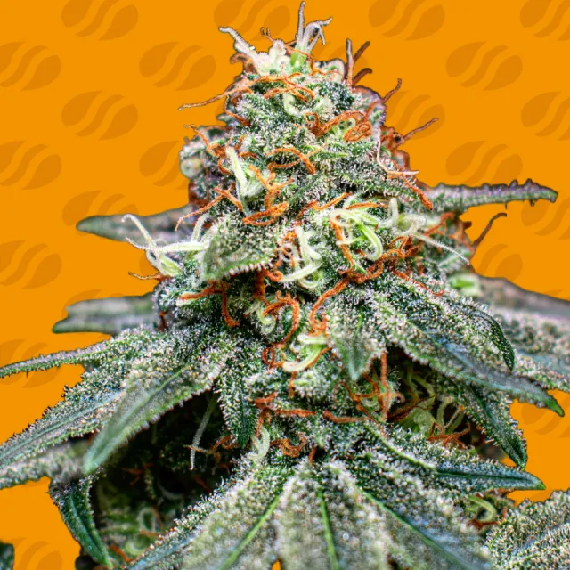 Cannabissamen Banana Cream OG für Indoor und Outdoor